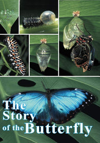 The Story of the Butterfly (DVD) Pre-Owned